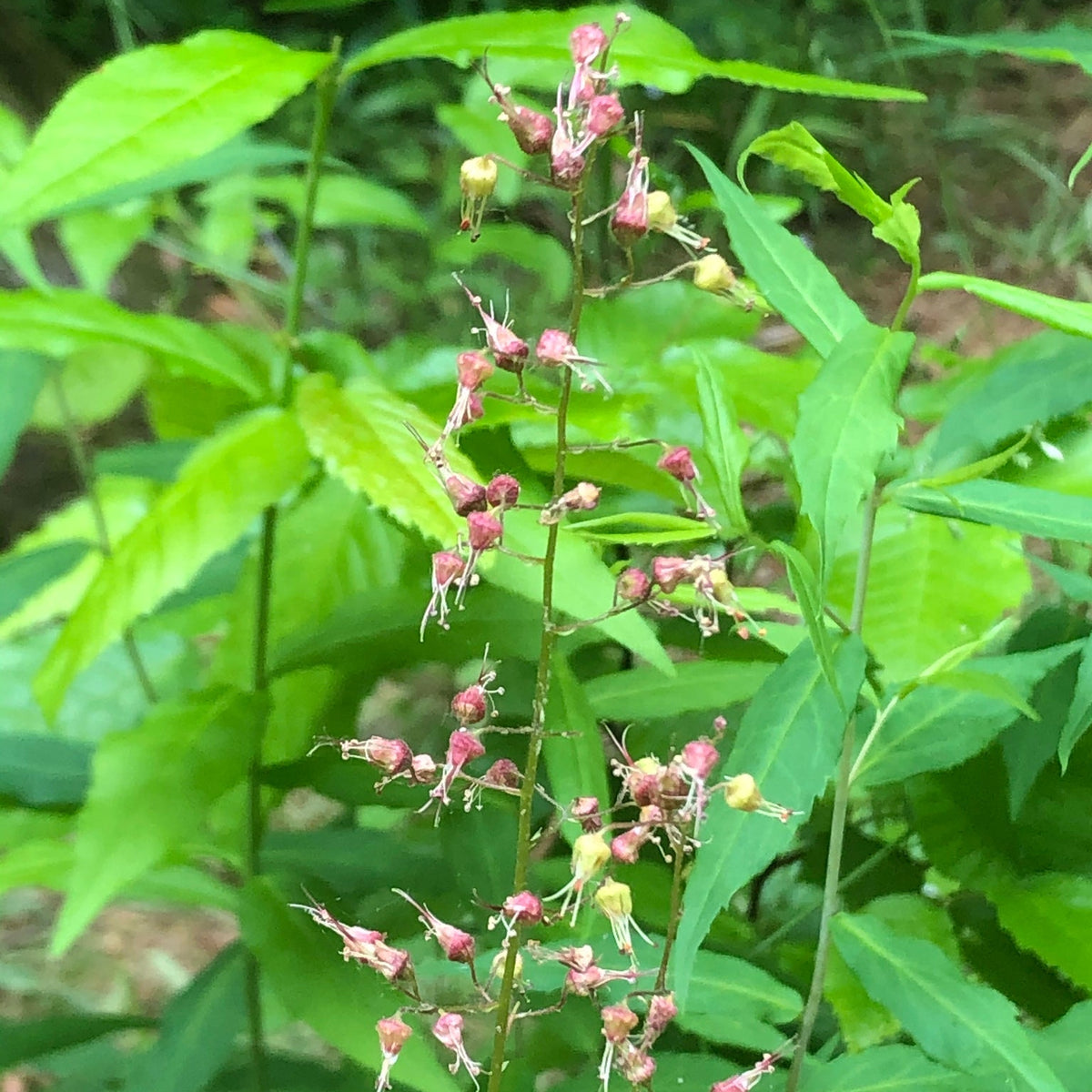 Heuchera americana (Common Alum-Root)