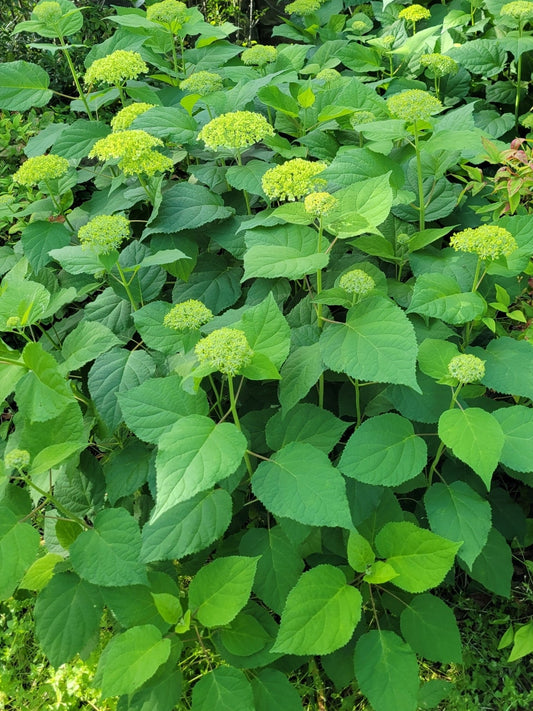 Hydrangea arborescens (Smooth Hydrangea)