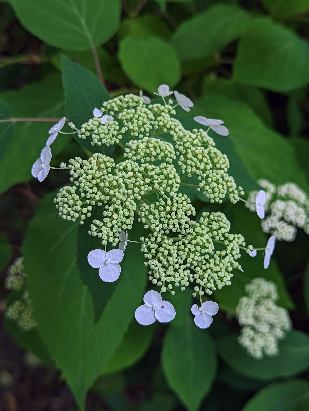 Hydrangea arborescens (Smooth Hydrangea)