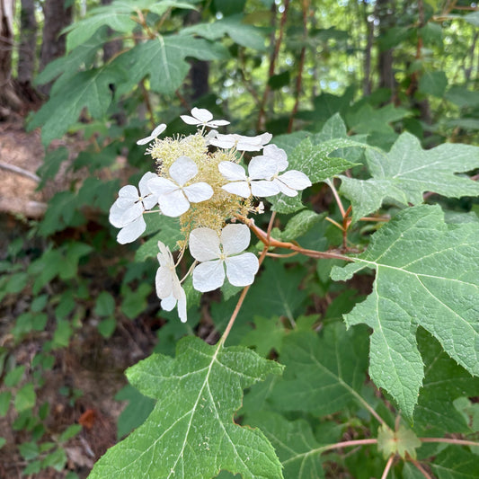 Hydrangea quercifolia (Oakleaf Hydrangea)