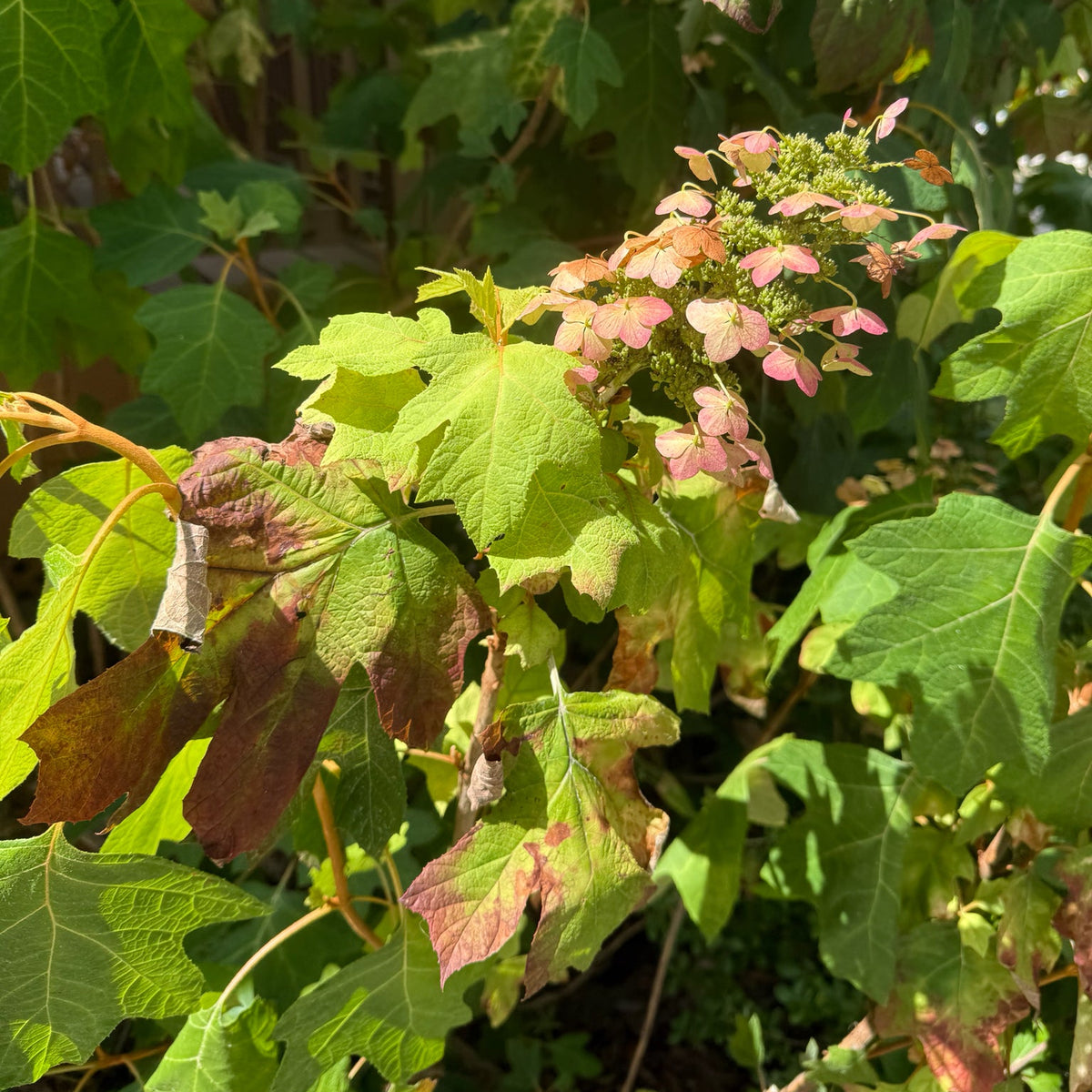 Hydrangea quercifolia (Oakleaf Hydrangea)