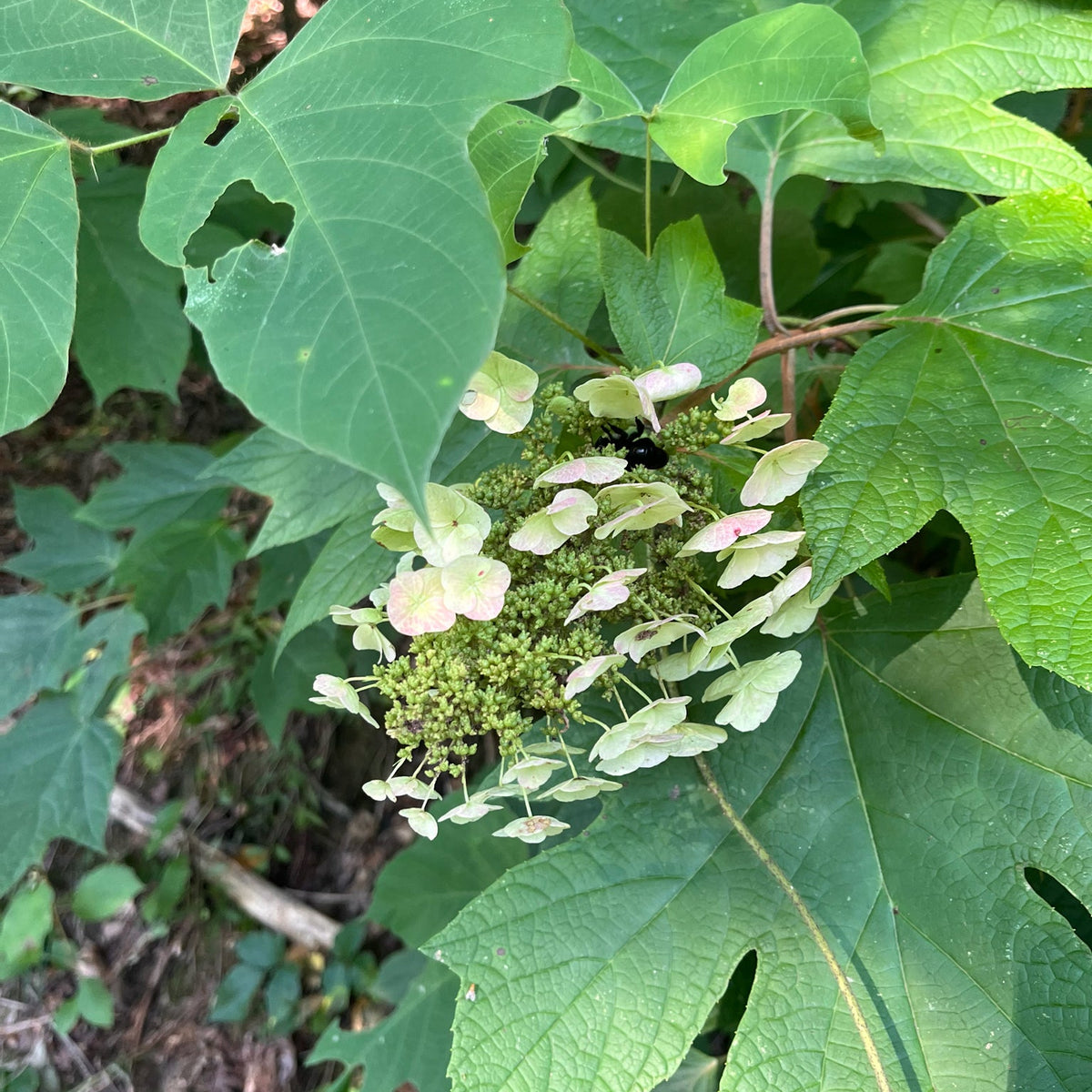 Hydrangea quercifolia (Oakleaf Hydrangea)