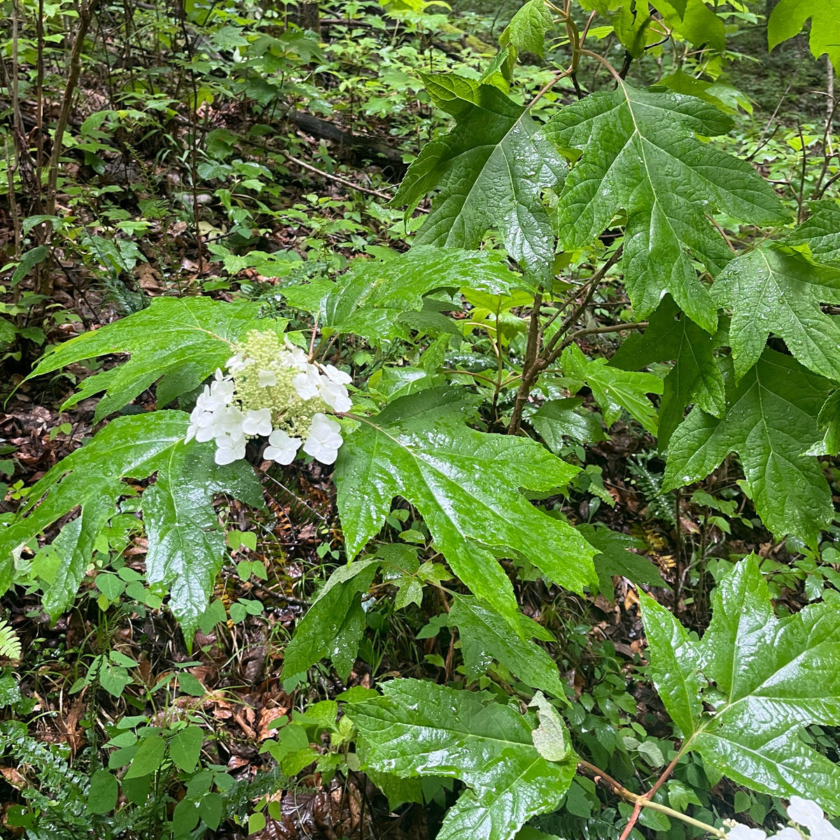 Hydrangea quercifolia (Oakleaf Hydrangea)