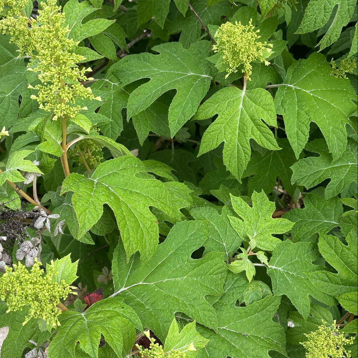 Hydrangea quercifolia (Oakleaf Hydrangea)