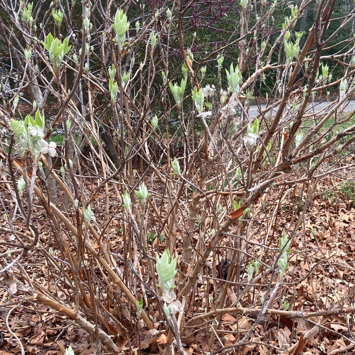 Hydrangea quercifolia (Oakleaf Hydrangea)