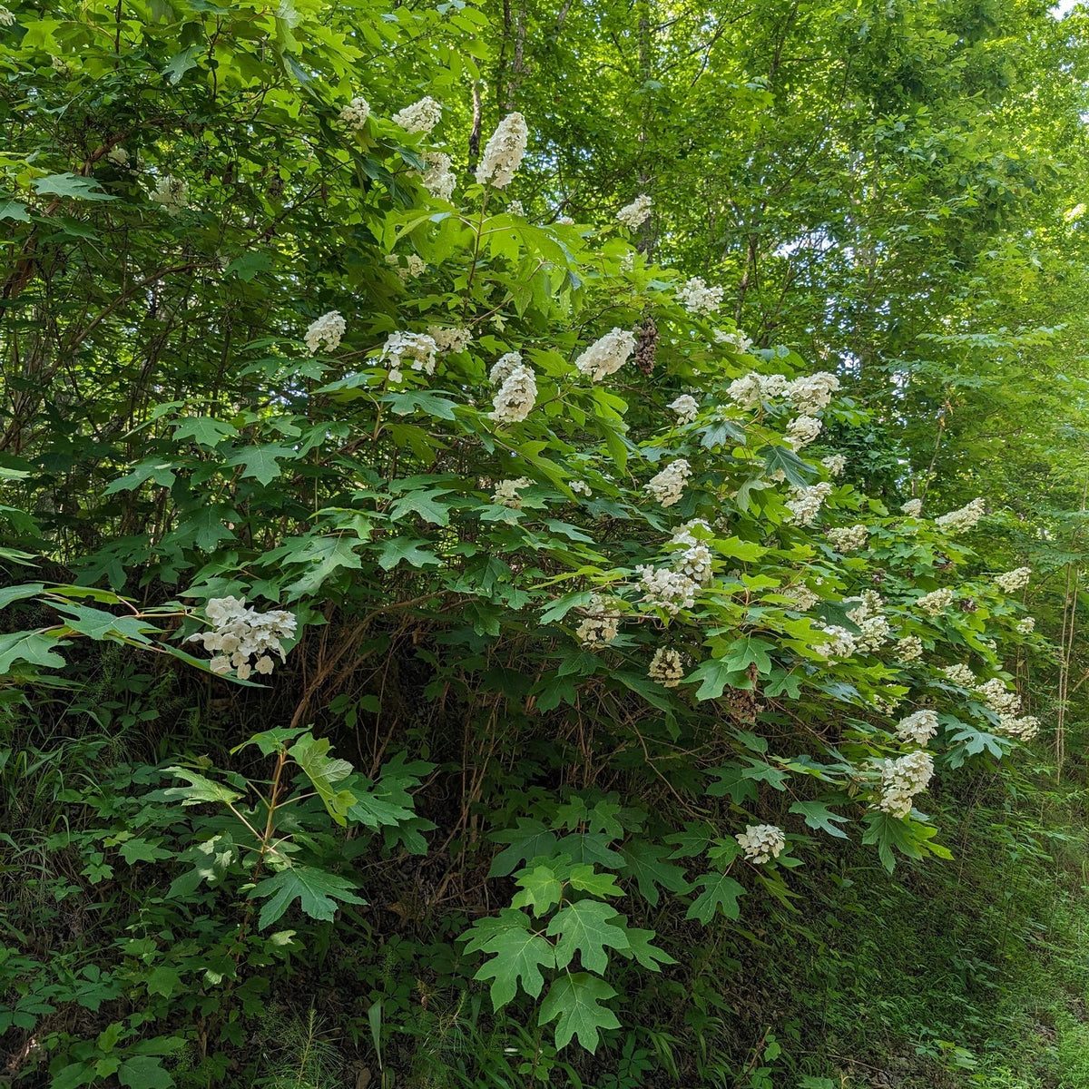 Hydrangea quercifolia (Oakleaf Hydrangea)