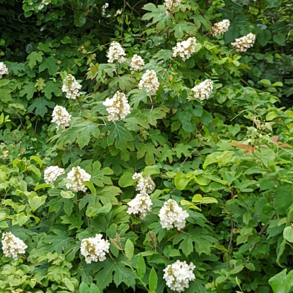 Hydrangea quercifolia (Oakleaf Hydrangea)