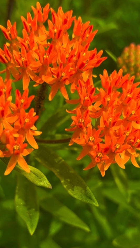 Asclepias tuberosa (Butterflyweed)