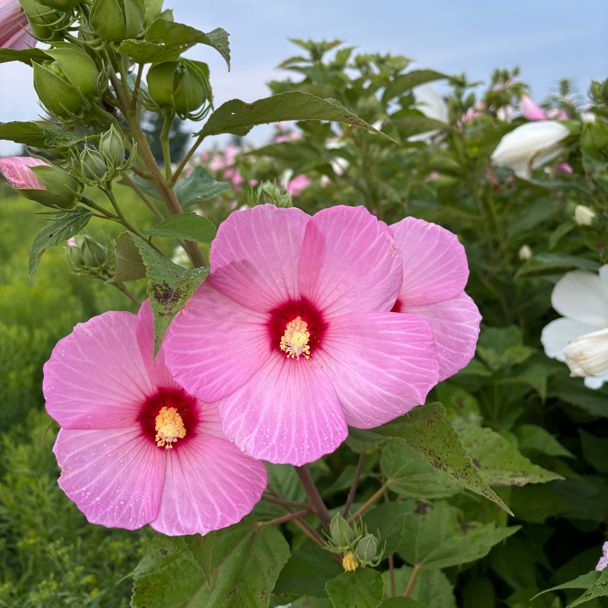 Hibiscus moscheutos (Swamp Rose Mallow)