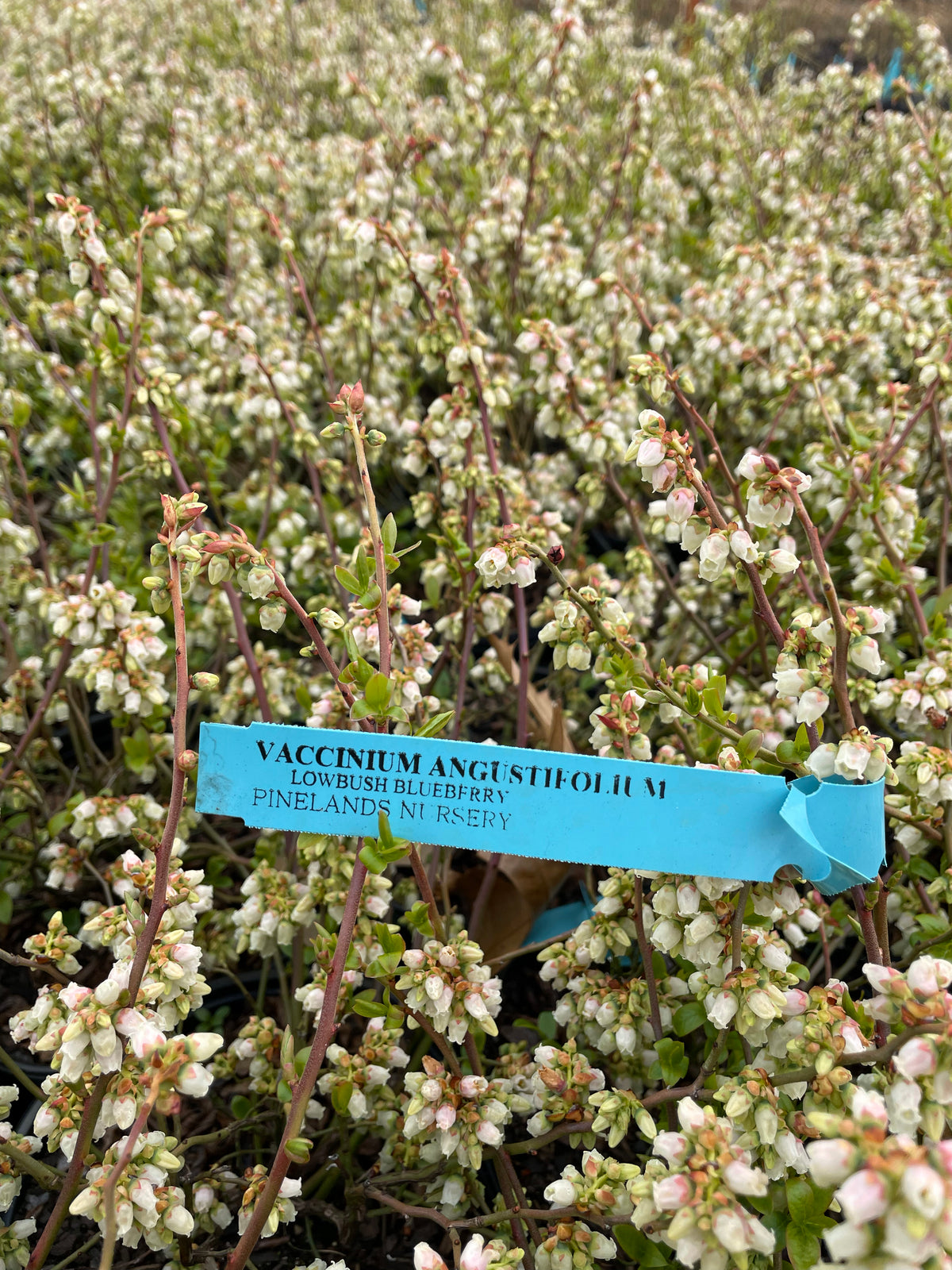 Vaccinium angustifolium (Lowbush Blueberry)