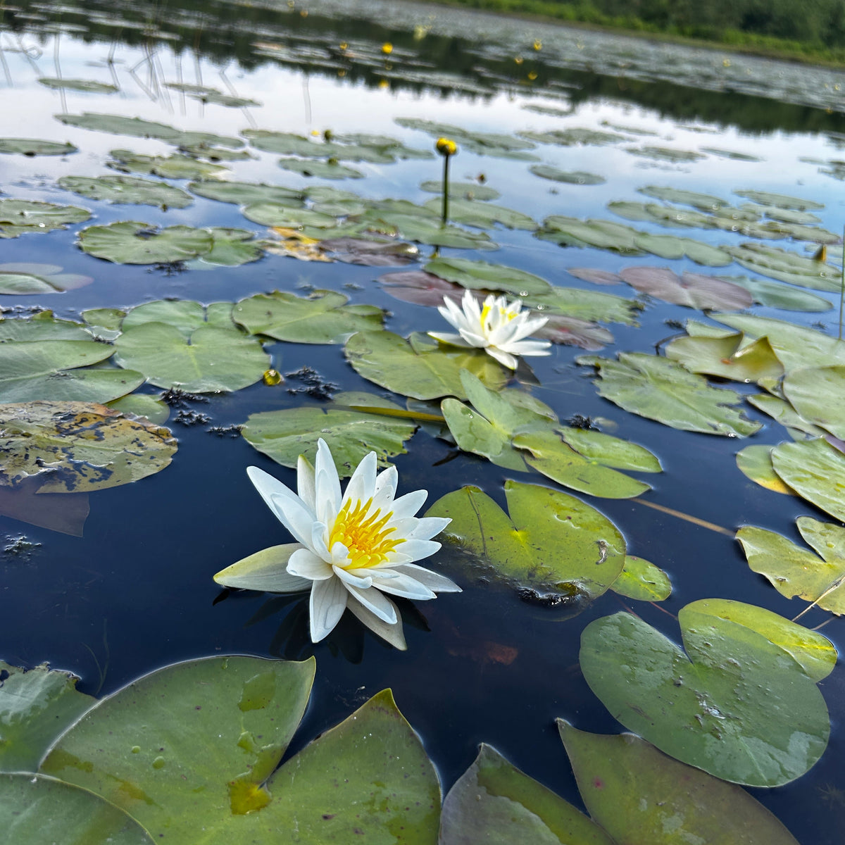 Nymphaea odorata (White Water Lily)