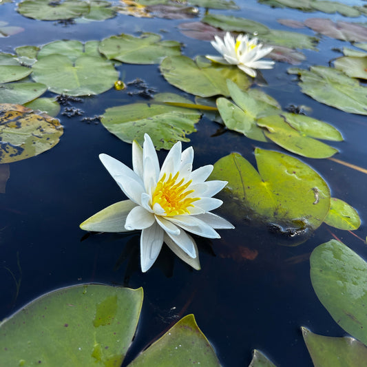 Nymphaea odorata (White Water Lily)