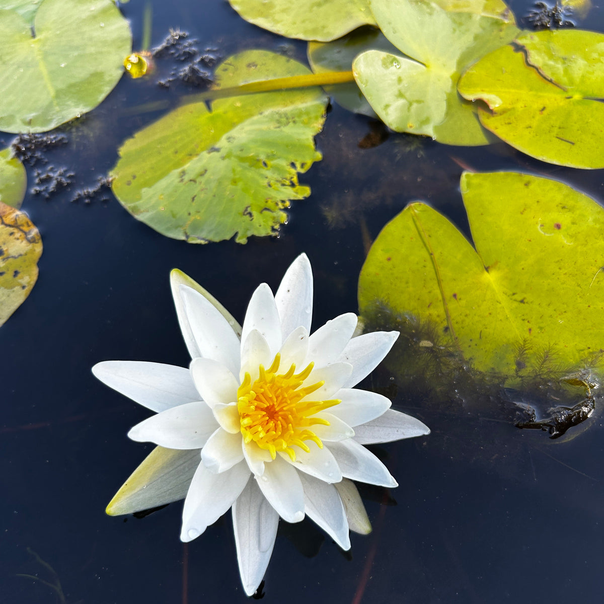 Nymphaea odorata (White Water Lily)