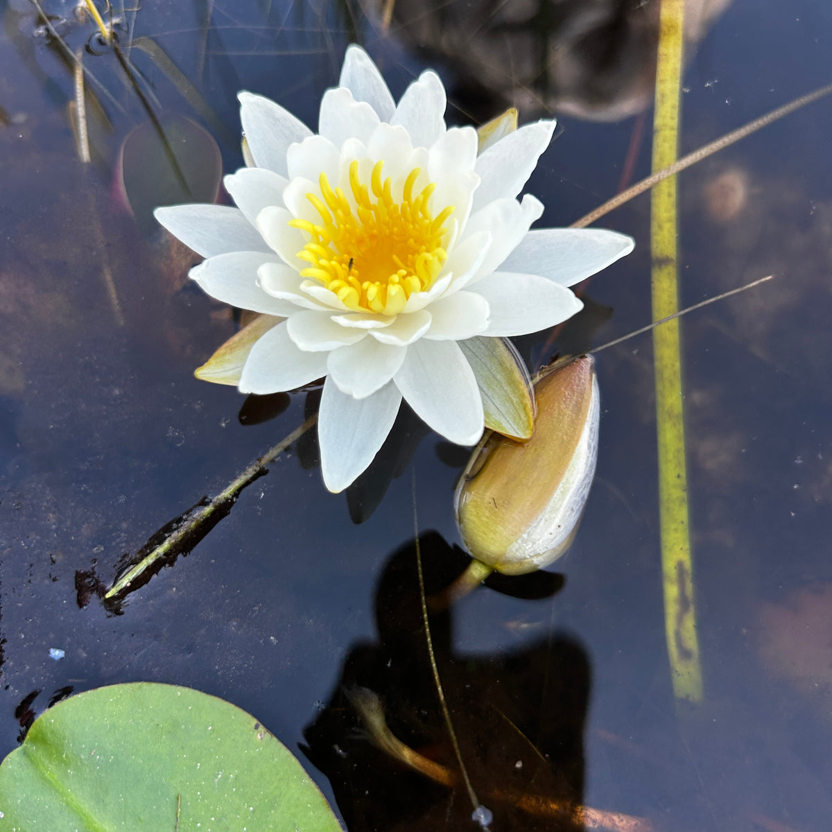 Nymphaea odorata (White Water Lily)
