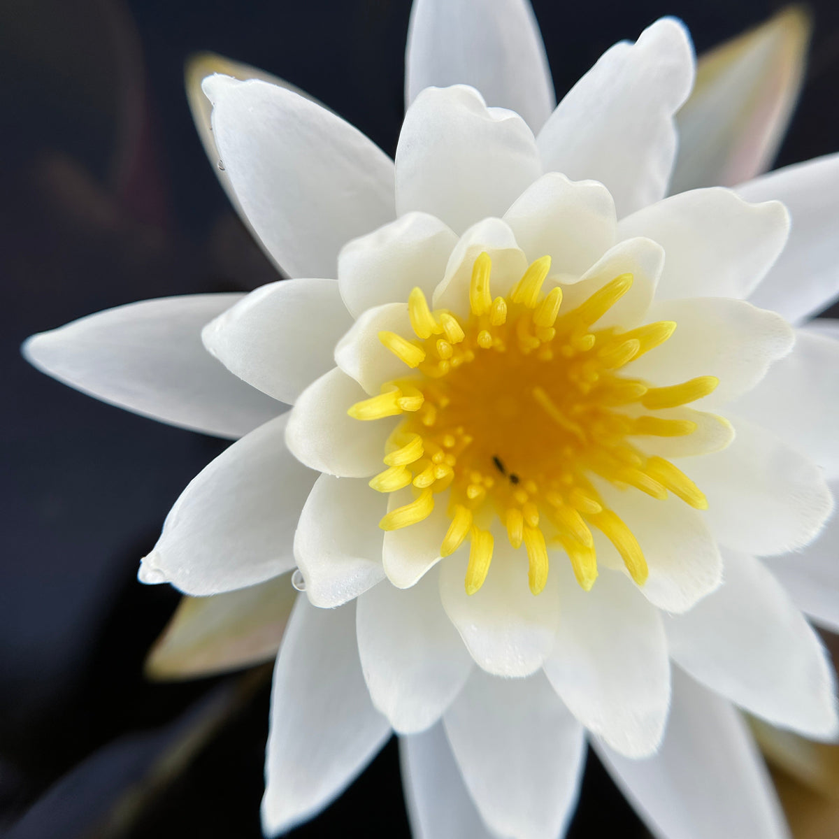 Nymphaea odorata (White Water Lily)