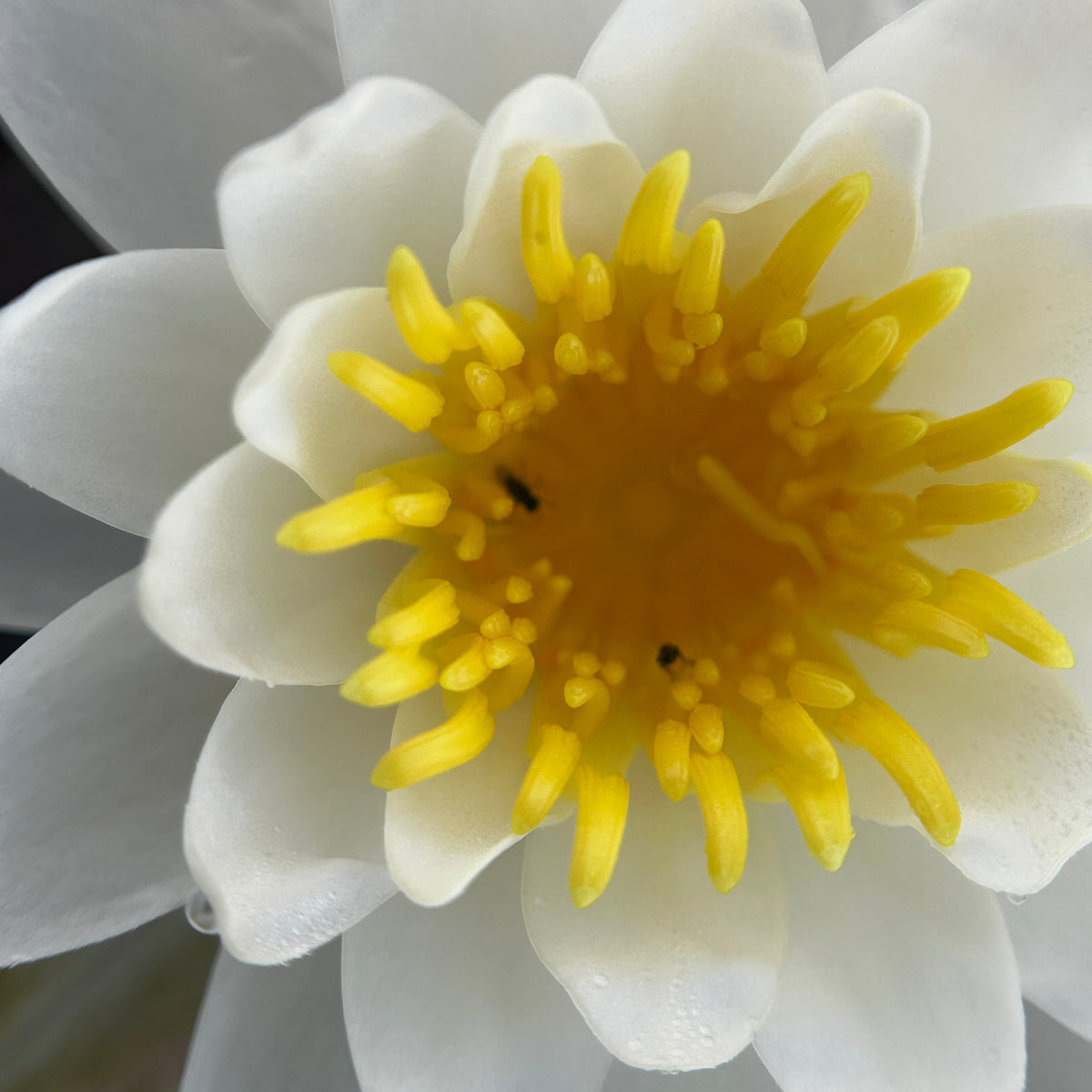Nymphaea odorata (White Water Lily)