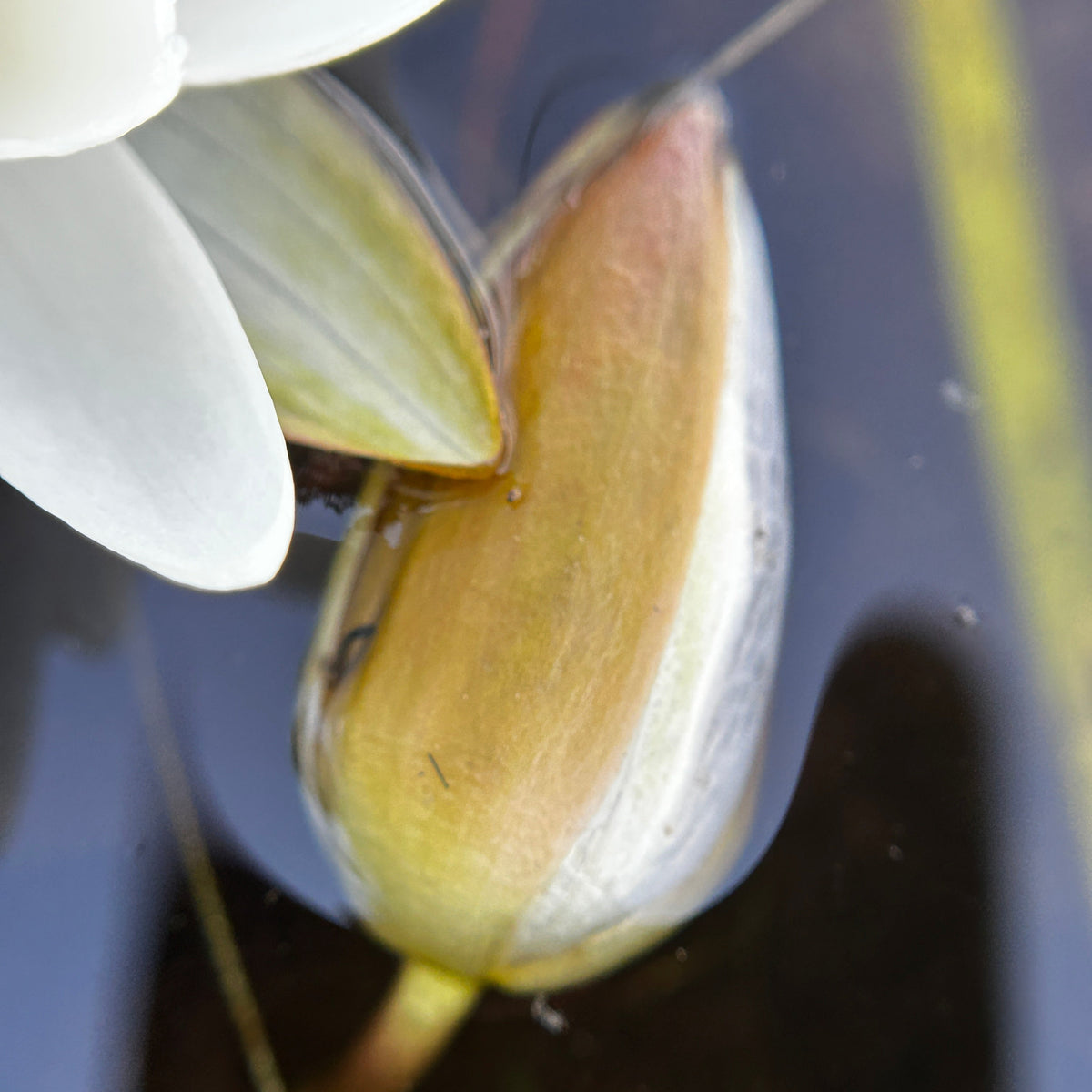 Nymphaea odorata (White Water Lily)