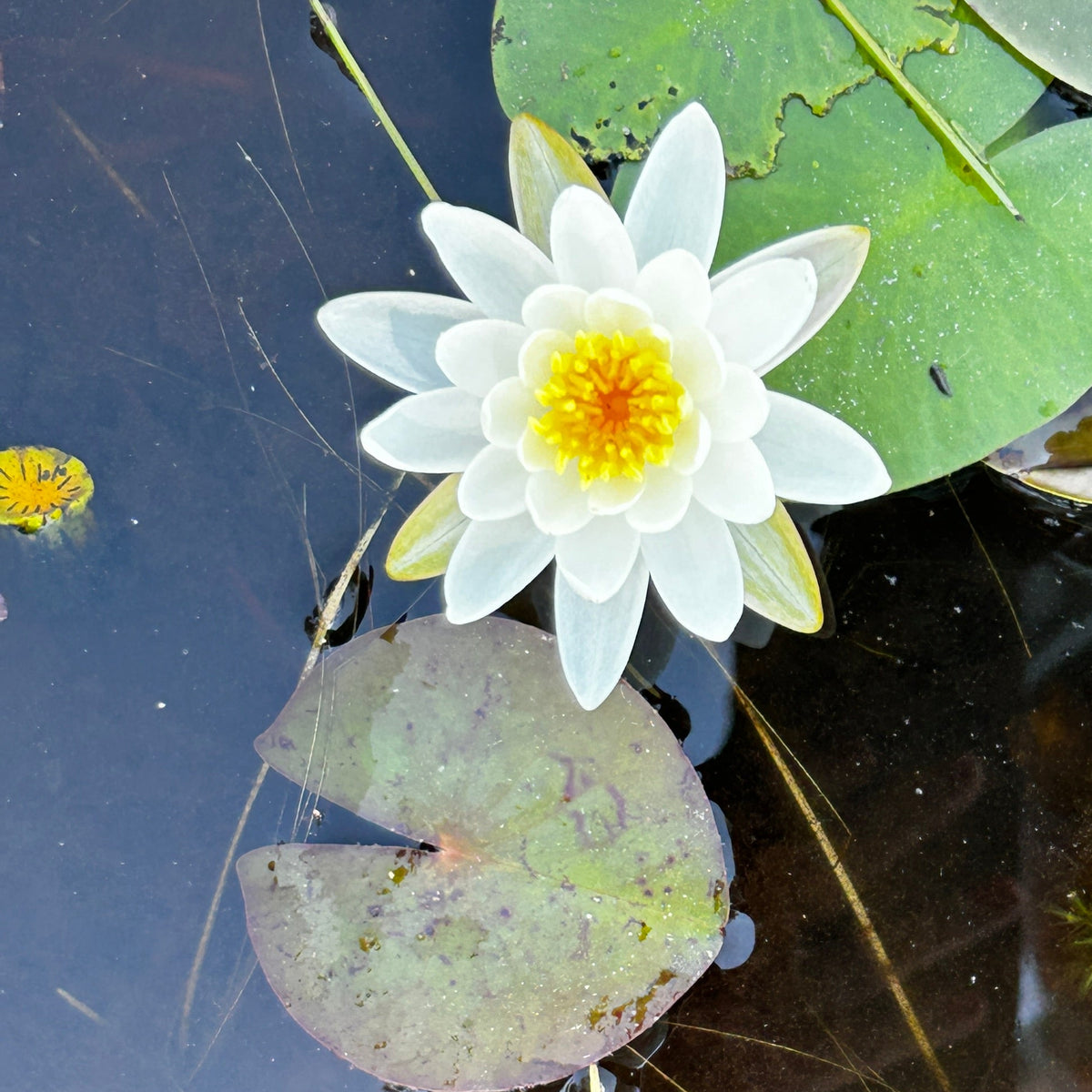 Nymphaea odorata (White Water Lily)