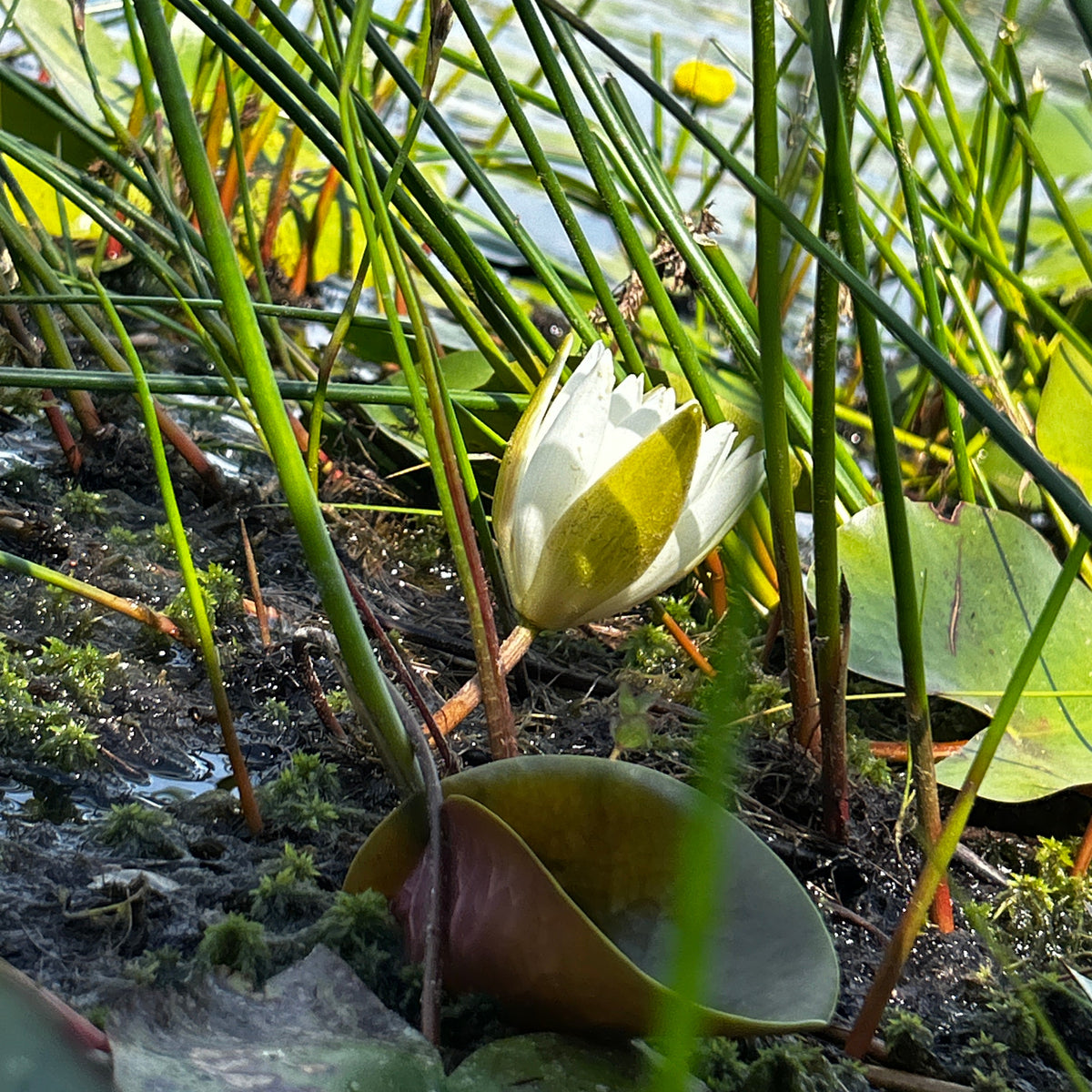 Nymphaea odorata (White Water Lily)
