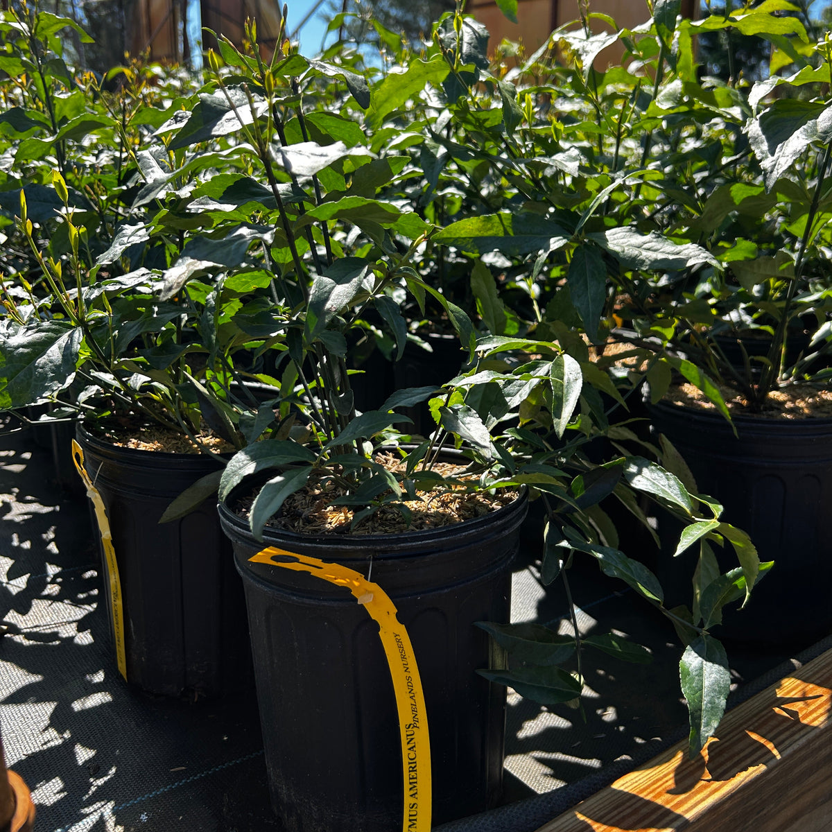 Euonymus americanus (American Strawberry Bush)
