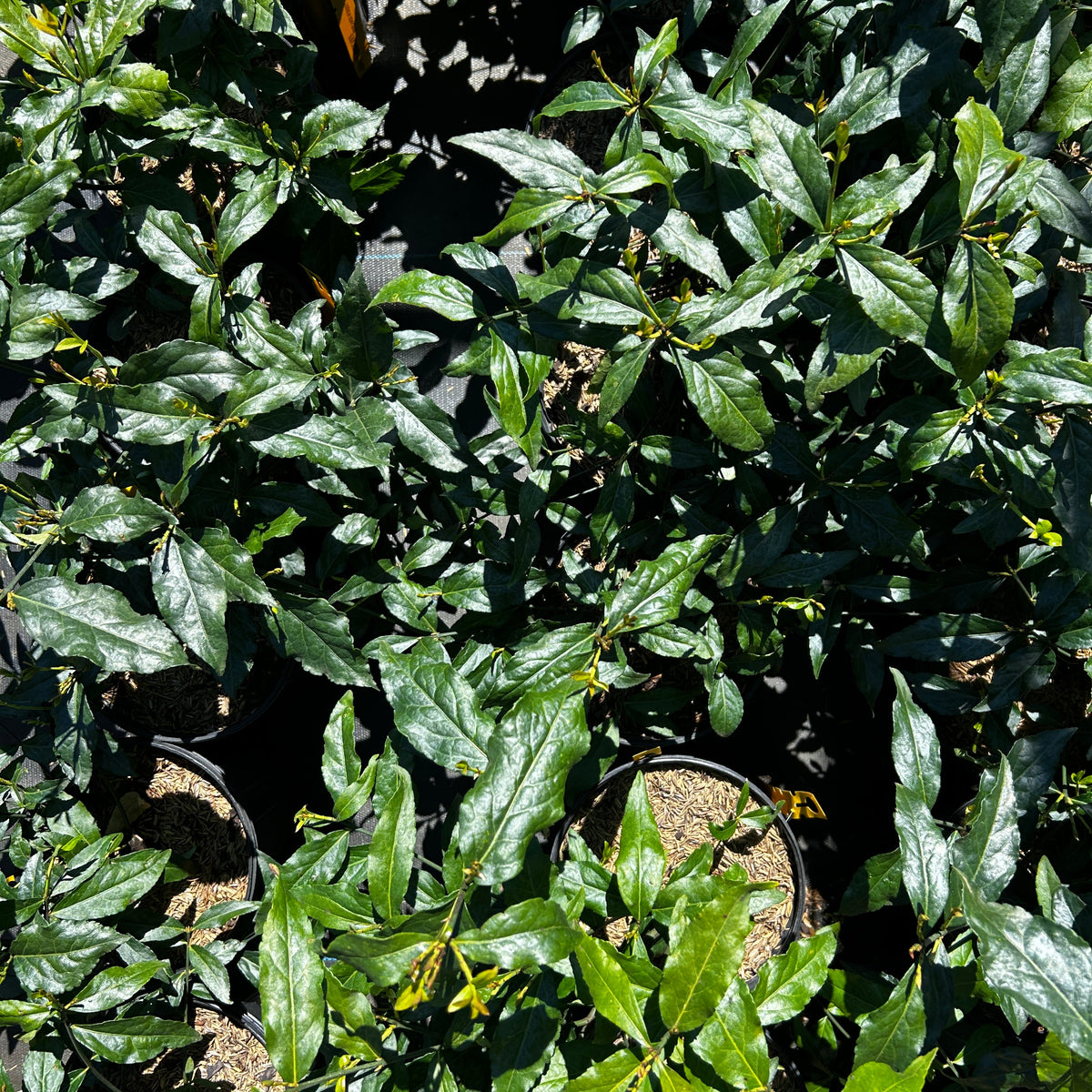 Euonymus americanus (American Strawberry Bush)