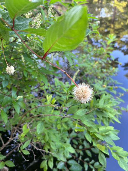 Cephalanthus occidentalis (Buttonbush)