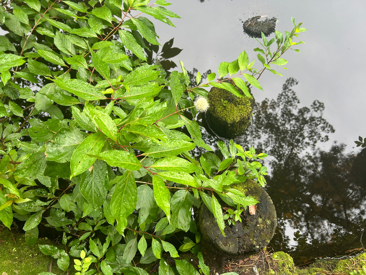 Cephalanthus occidentalis (Buttonbush)
