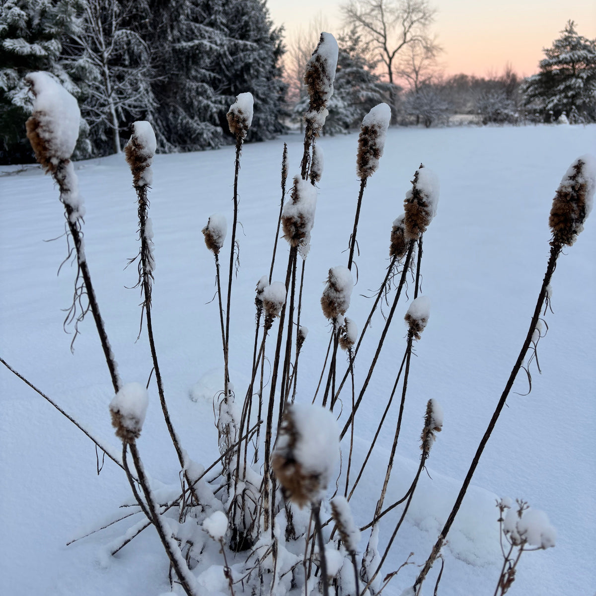 Liatris spicata (Dense Blazingstar)