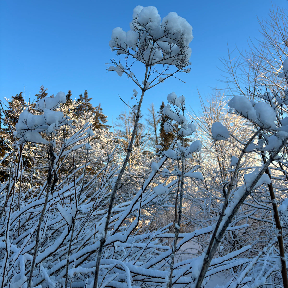 Eutrochium fistulosum (Trumpet Weed)