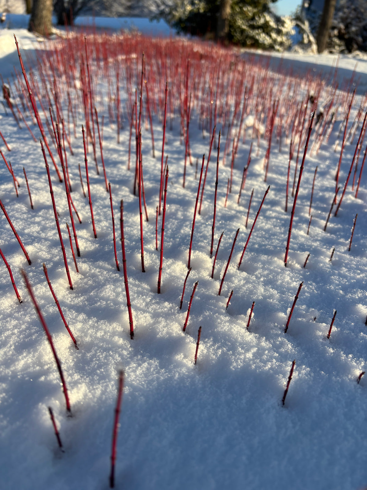 Cornus amomum (Silky Dogwood)
