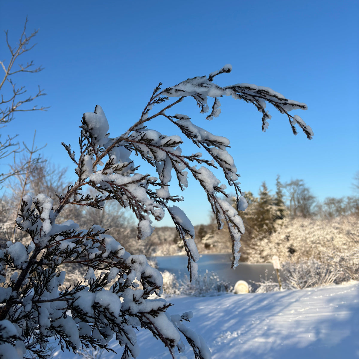 Chamaecyparis thyoides (Atlantic White Cedar)