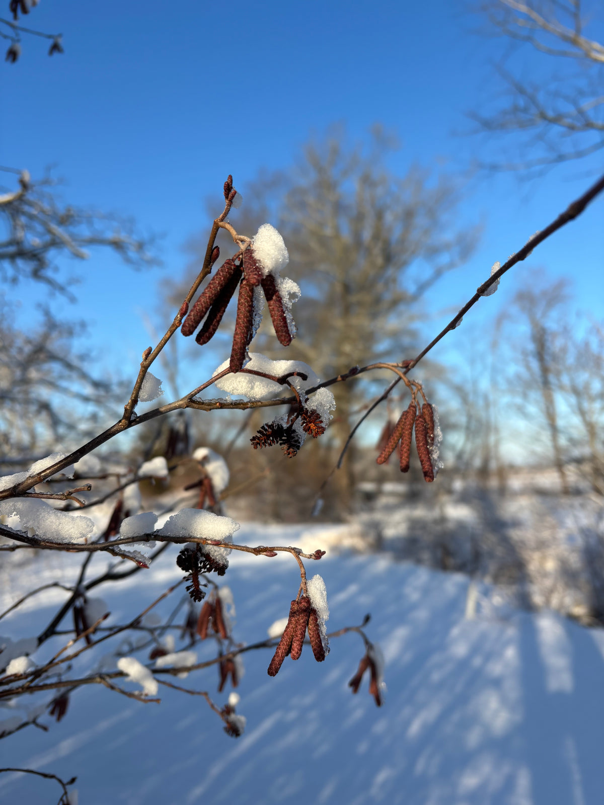 Alnus serrulata (Smooth Alder)