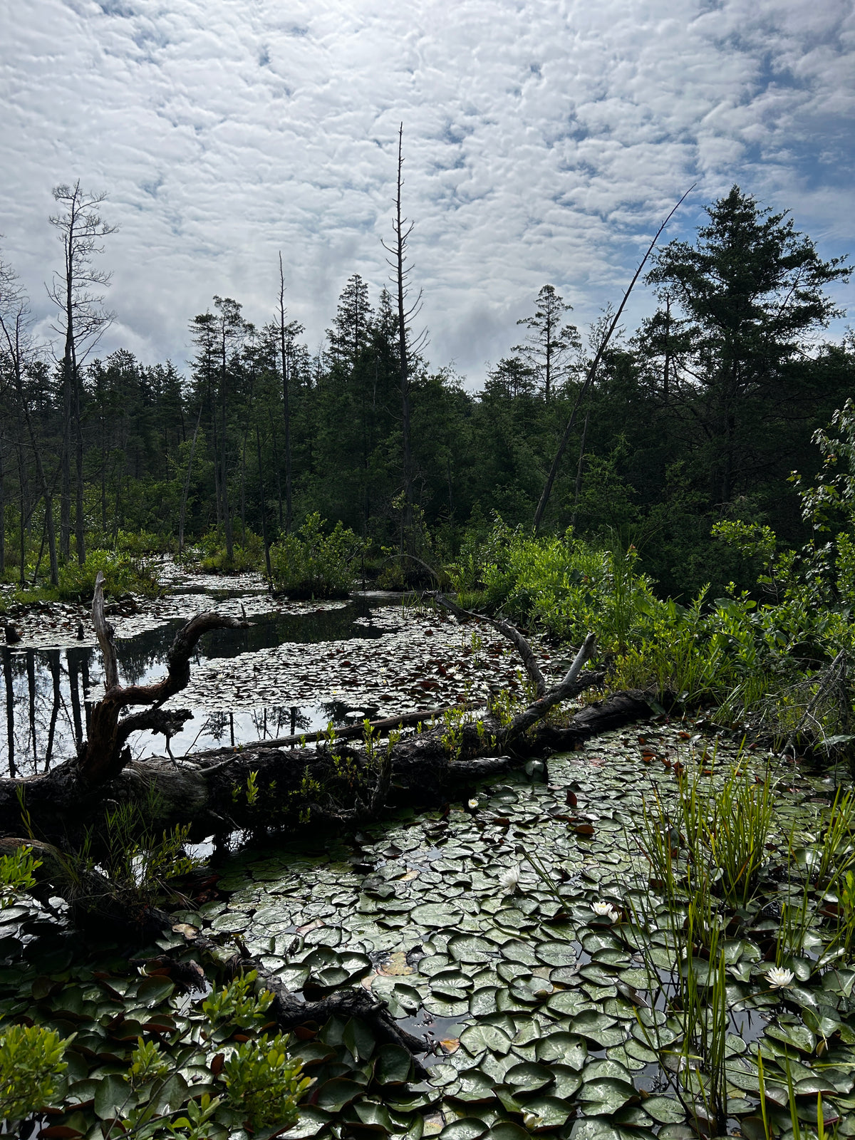 Chamaecyparis thyoides (Atlantic White Cedar)