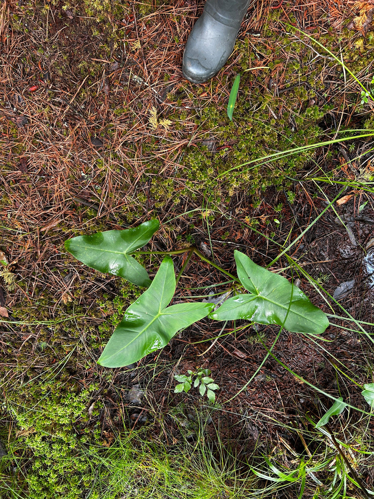 Sagittaria latifolia (Duck Potato)