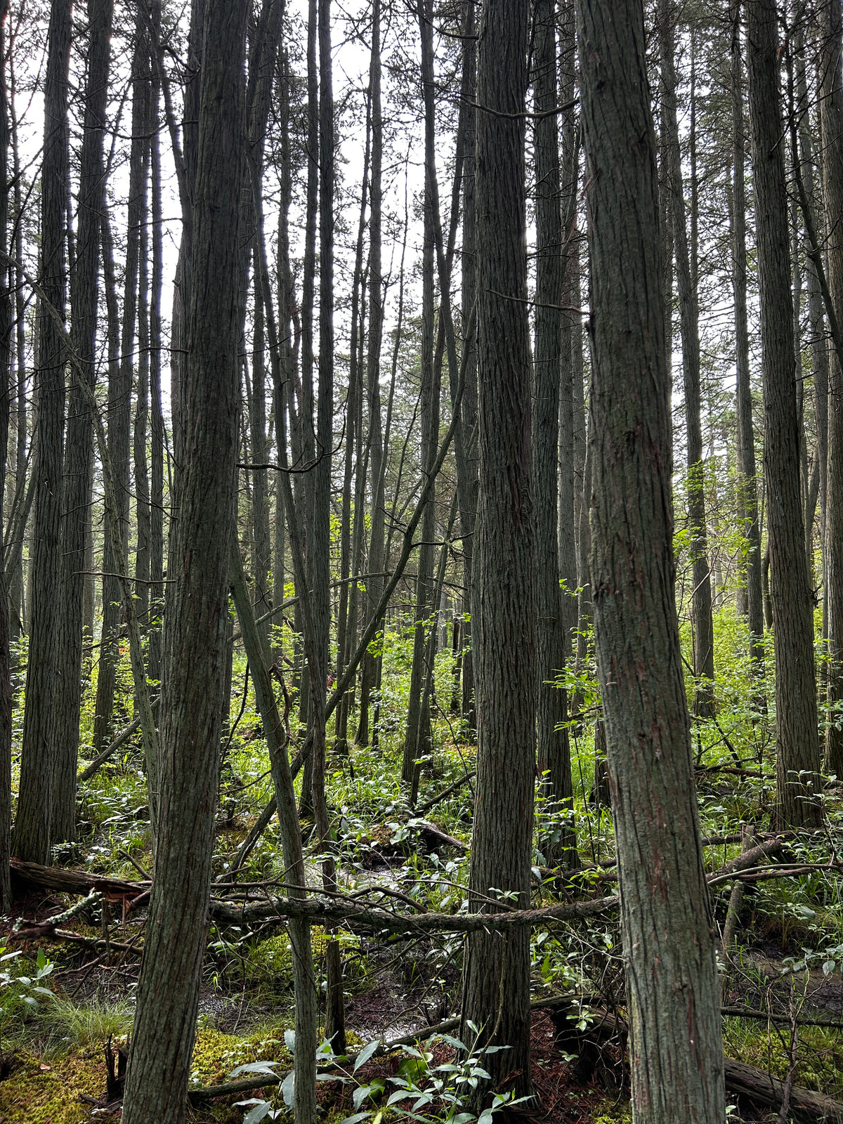 Chamaecyparis thyoides (Atlantic White Cedar)
