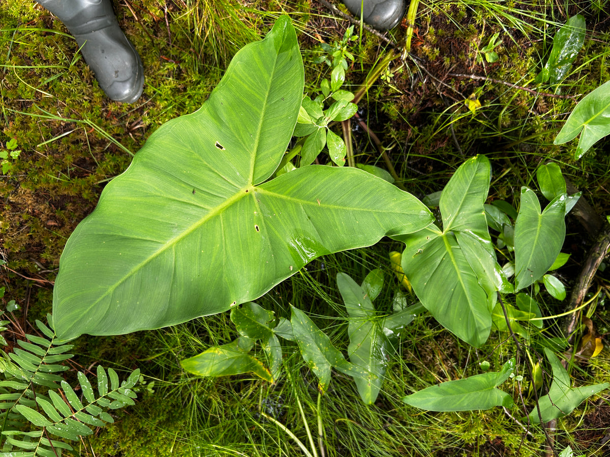 Sagittaria latifolia (Duck Potato)