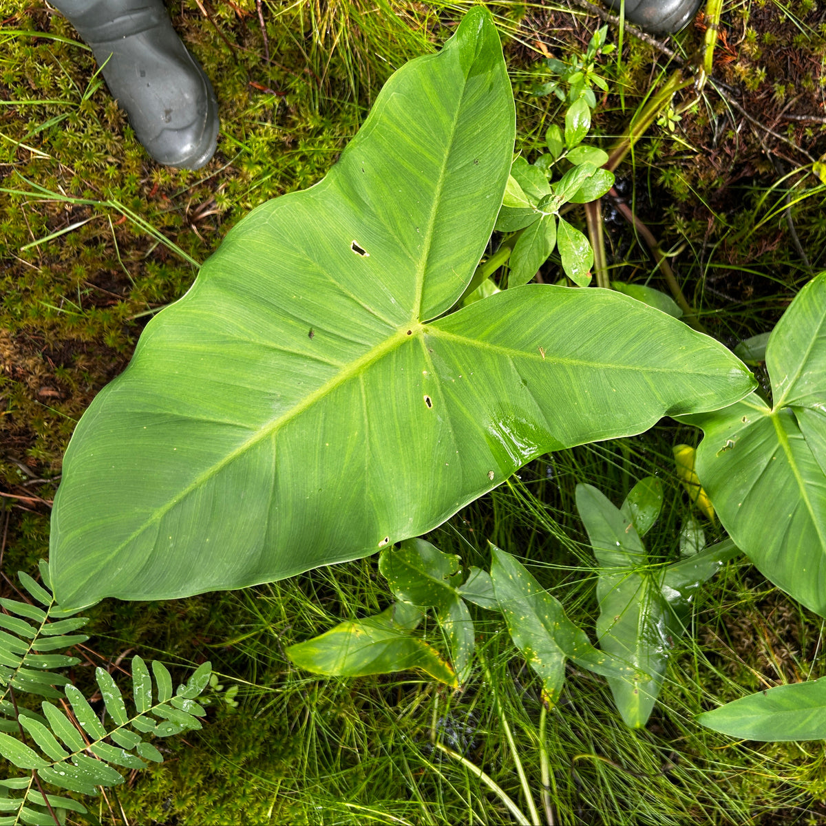 Peltandra virginica (Arrow Arum)