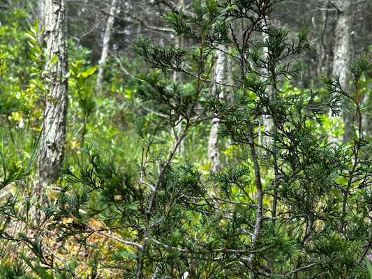 Chamaecyparis thyoides (Atlantic White Cedar)