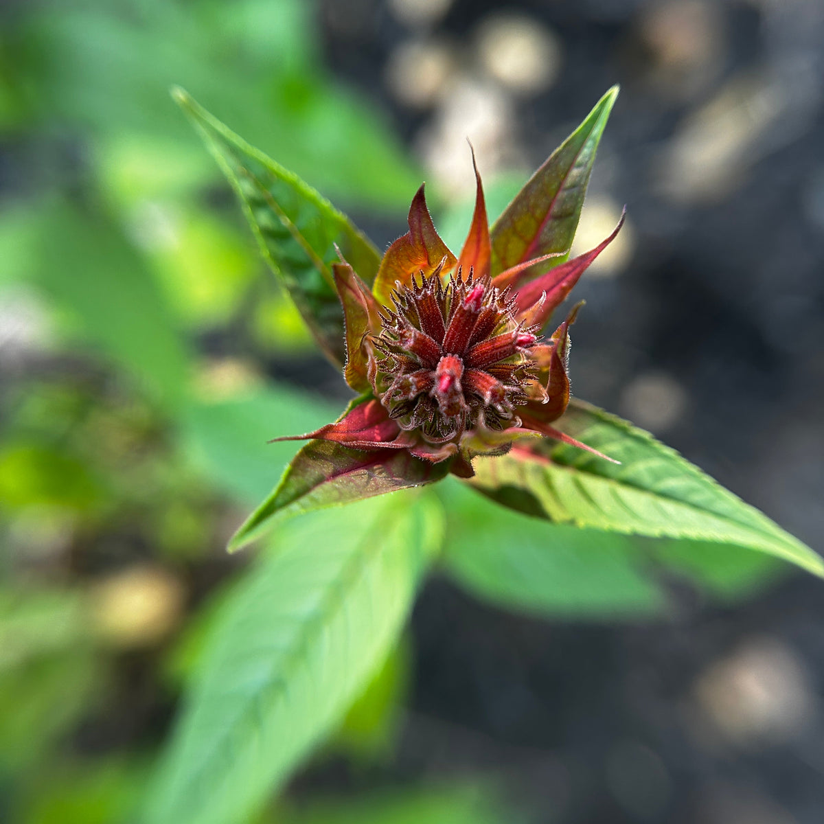 Monarda didyma (Scarlet Beebalm)