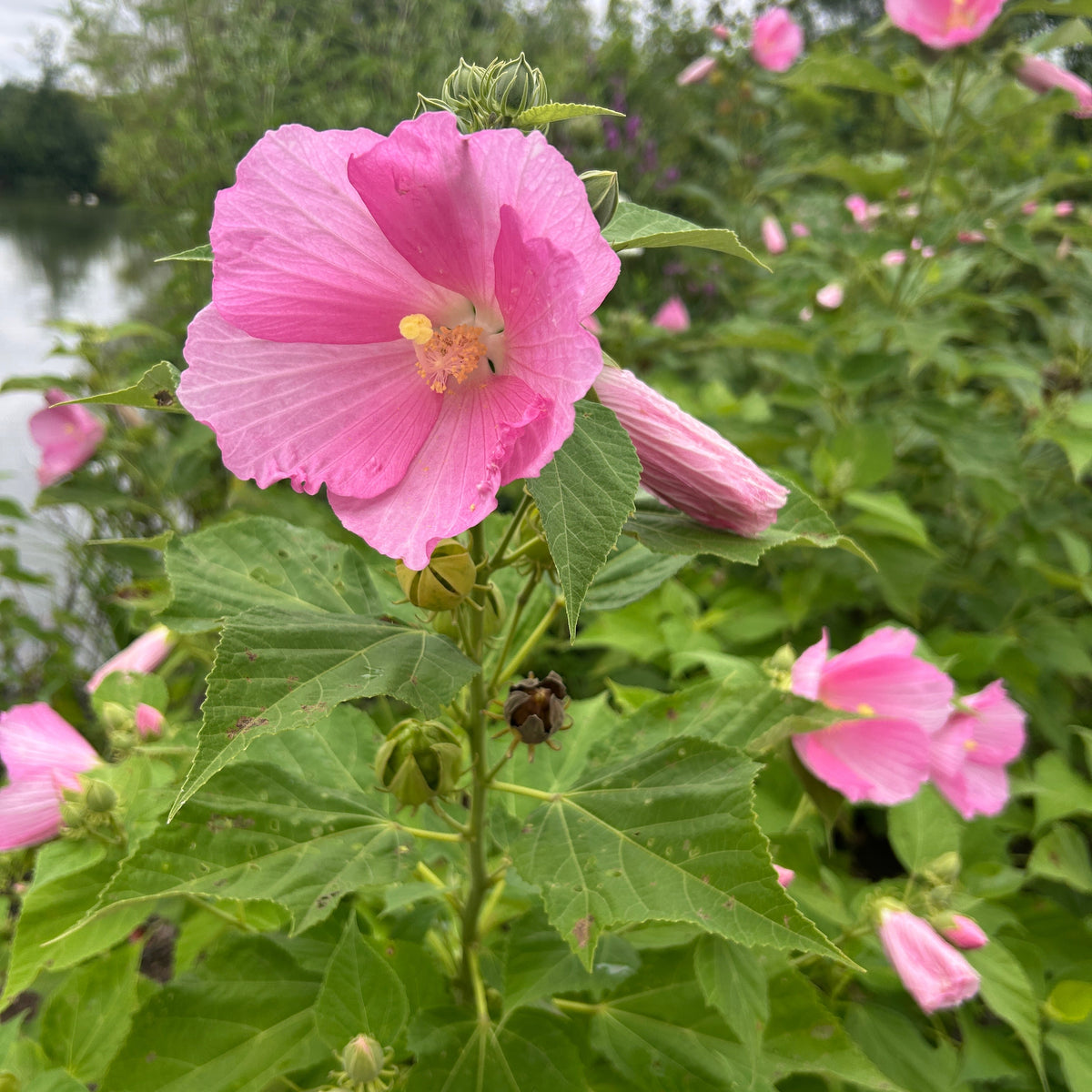 Hibiscus moscheutos (Swamp Rose Mallow)