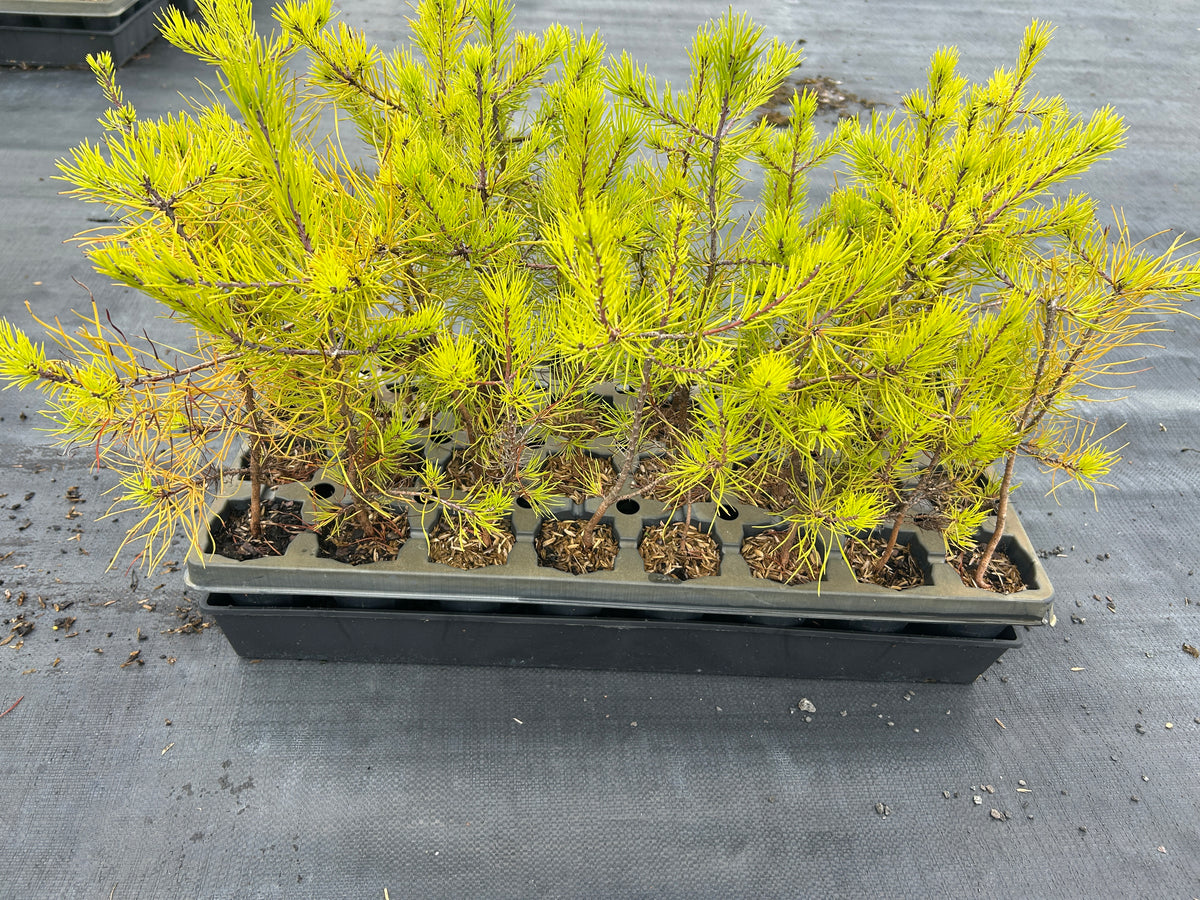 Pinus virginiana (Virginia Pine)