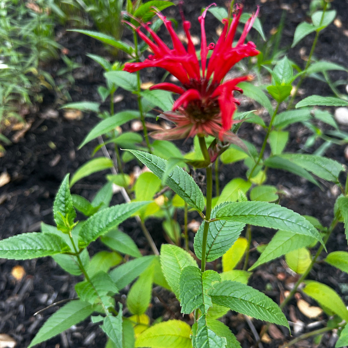 Monarda didyma (Scarlet Beebalm)