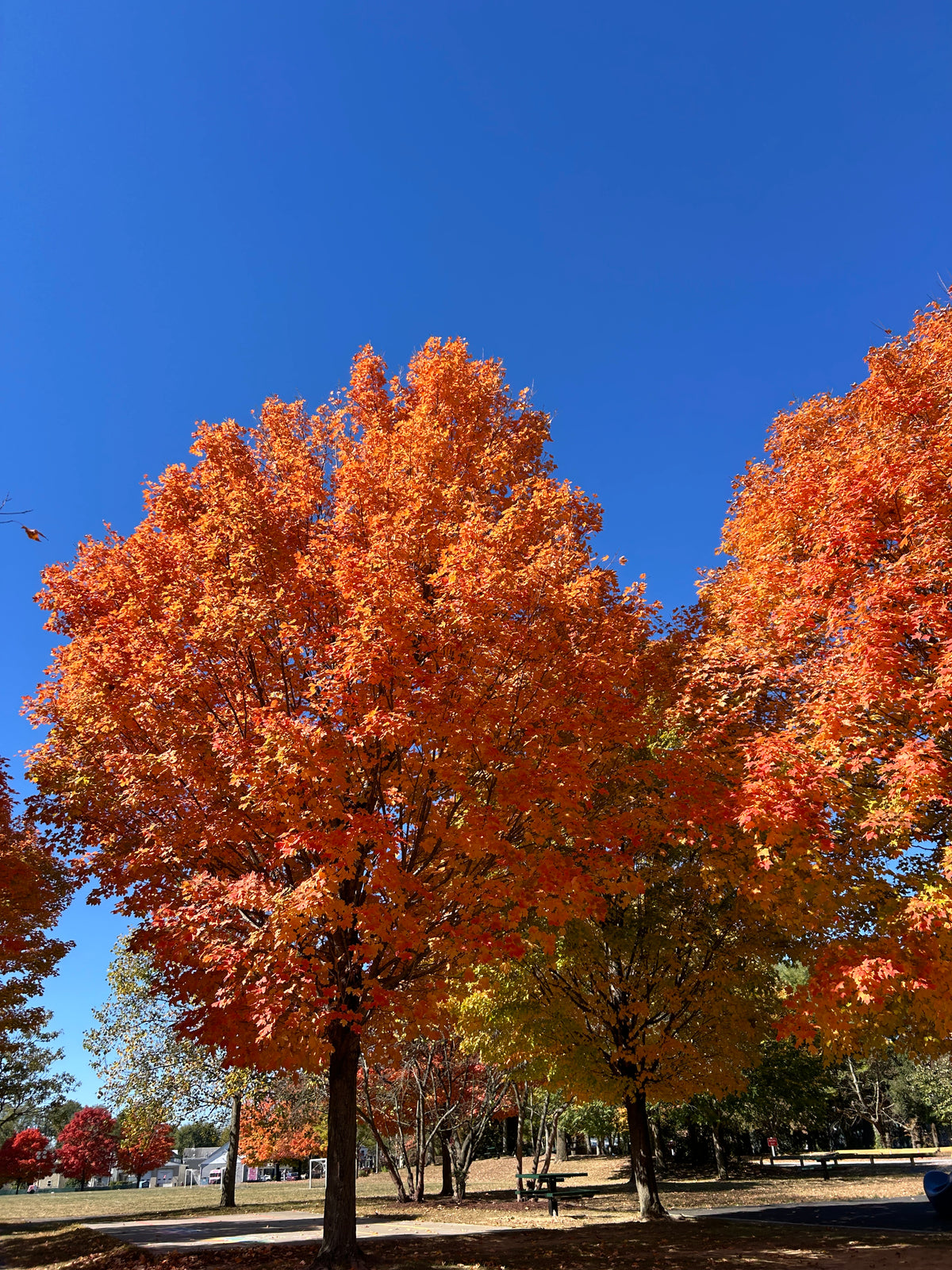 Acer saccharinum (Silver Maple)