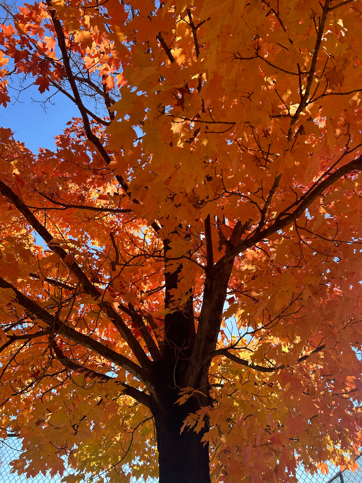 Acer saccharinum (Silver Maple)