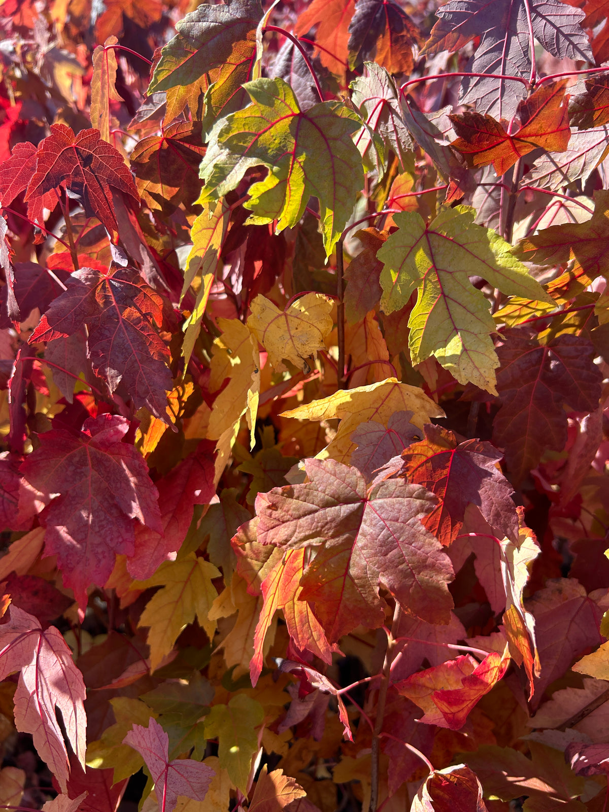 Acer saccharinum (Silver Maple)