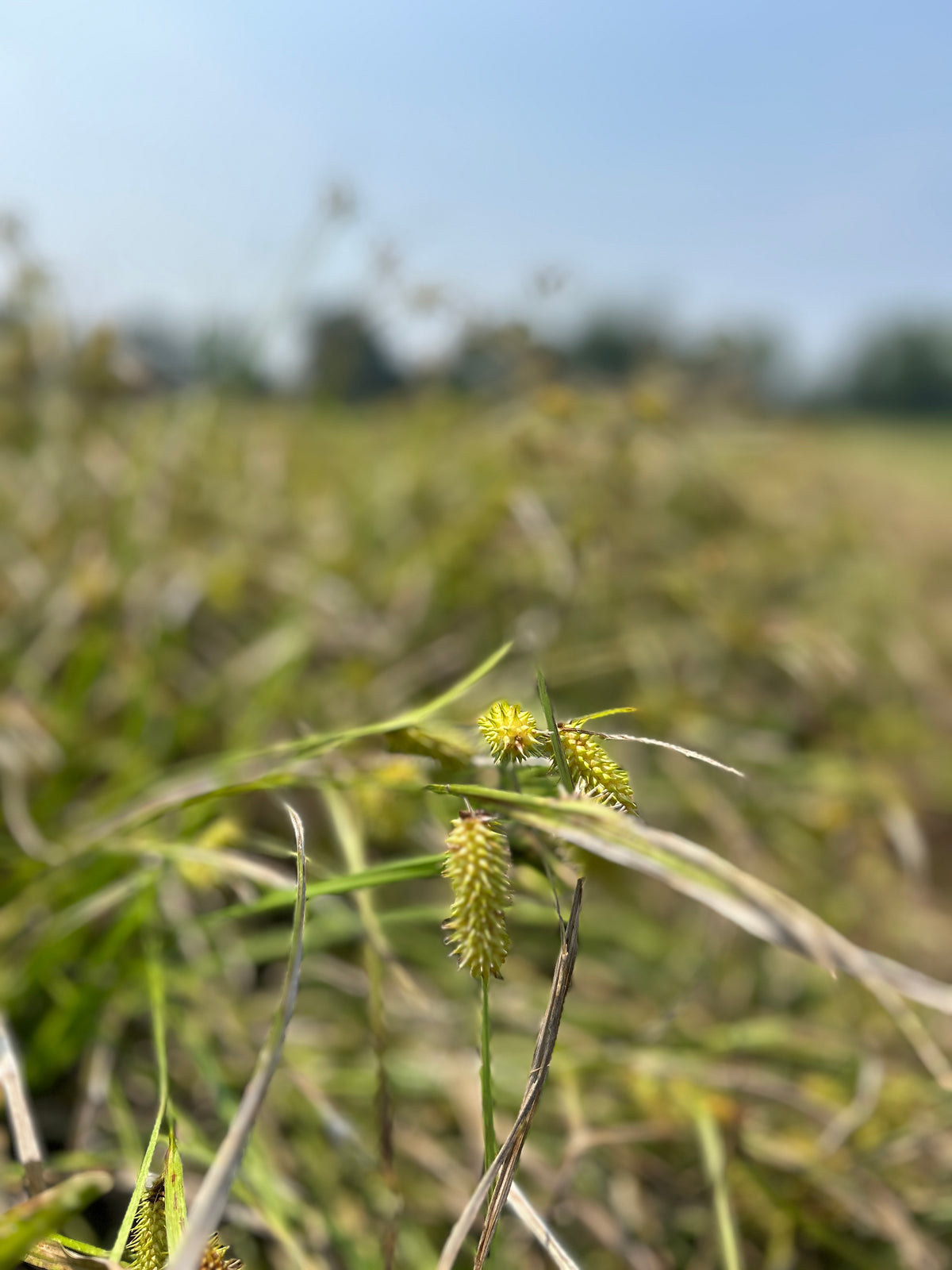 Carex lurida (Shallow Sedge)