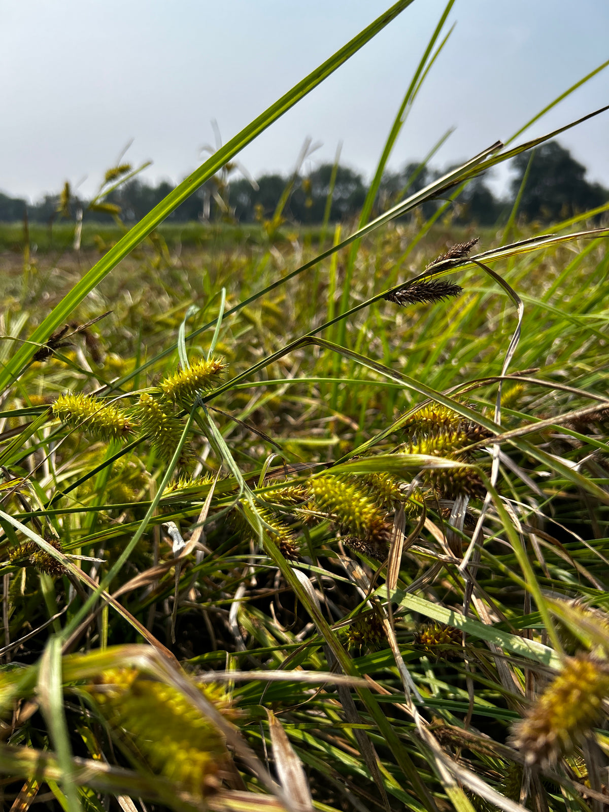 Carex lurida (Shallow Sedge)