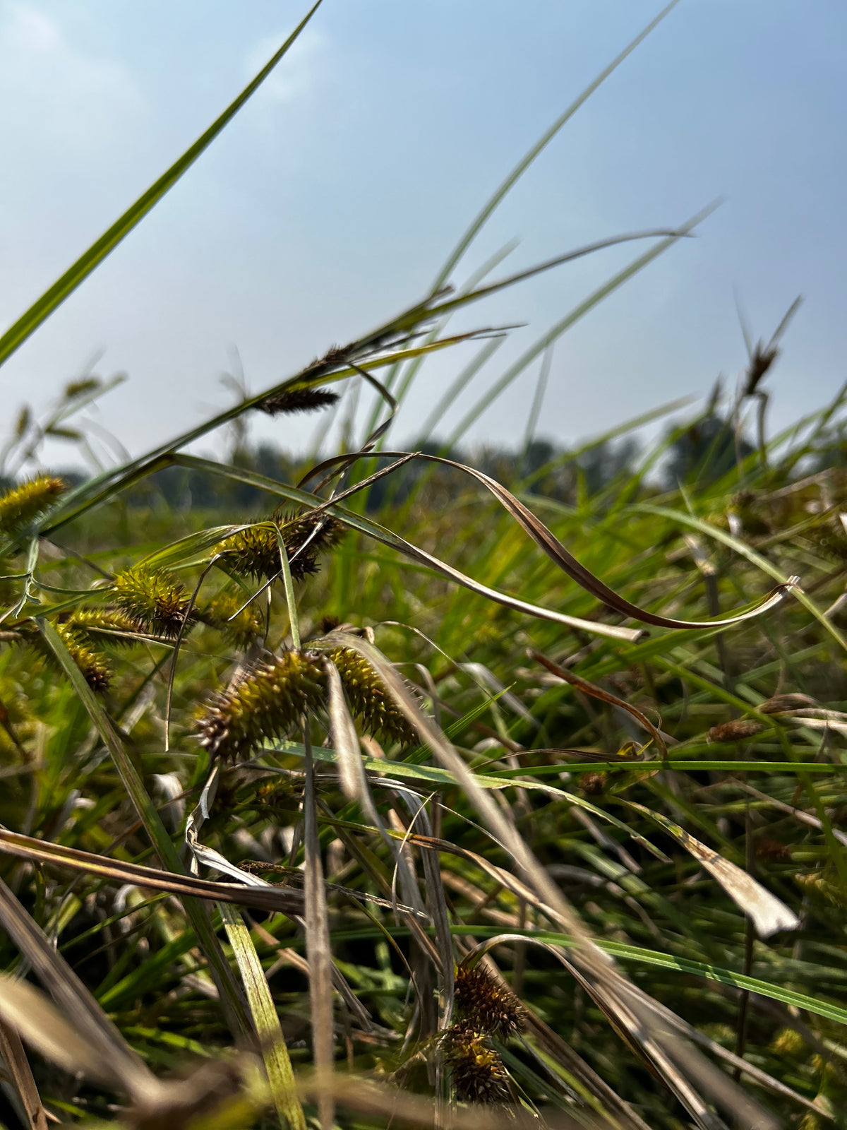 Carex lurida (Shallow Sedge)