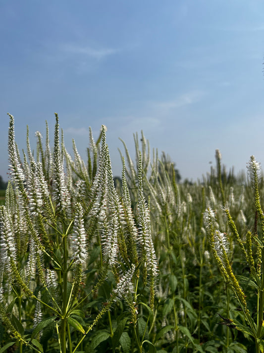 Veronicastrum virginicum (Culver's Root)