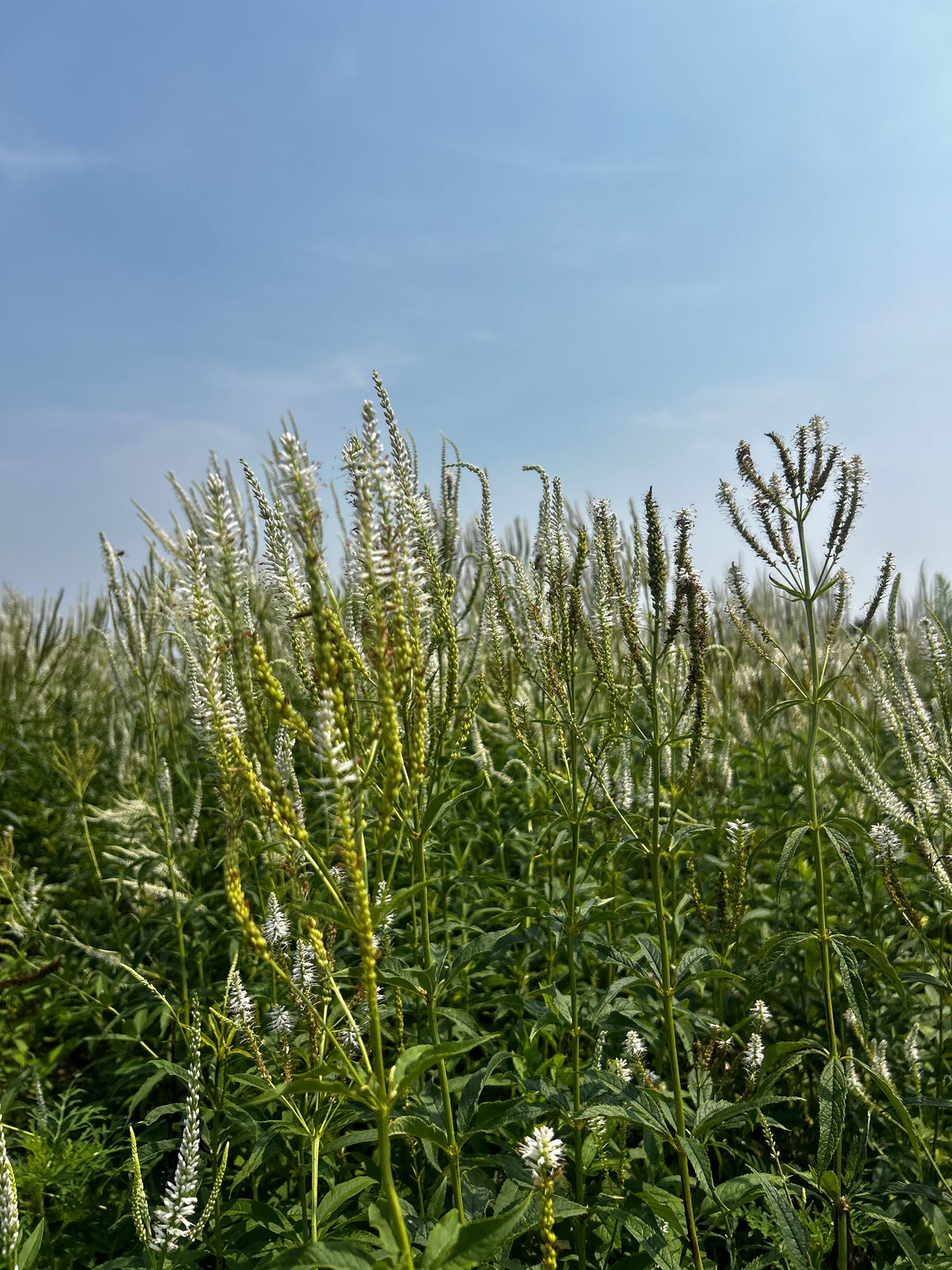 Veronicastrum virginicum (Culver's Root)